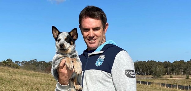 Bruce the Blue Heeler official mascot for NSW Blues
